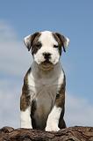 AMSTAFF  PUPPIES 113